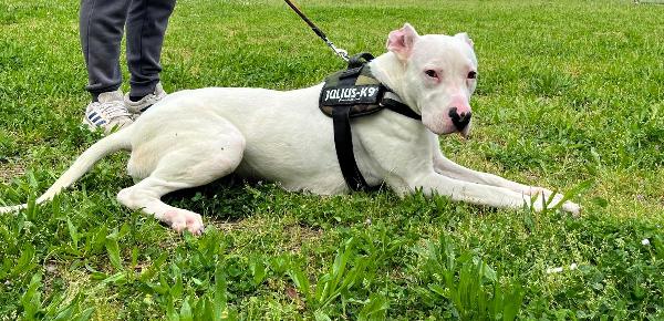 ALBINO DOGO ARGENTINO Foto 5